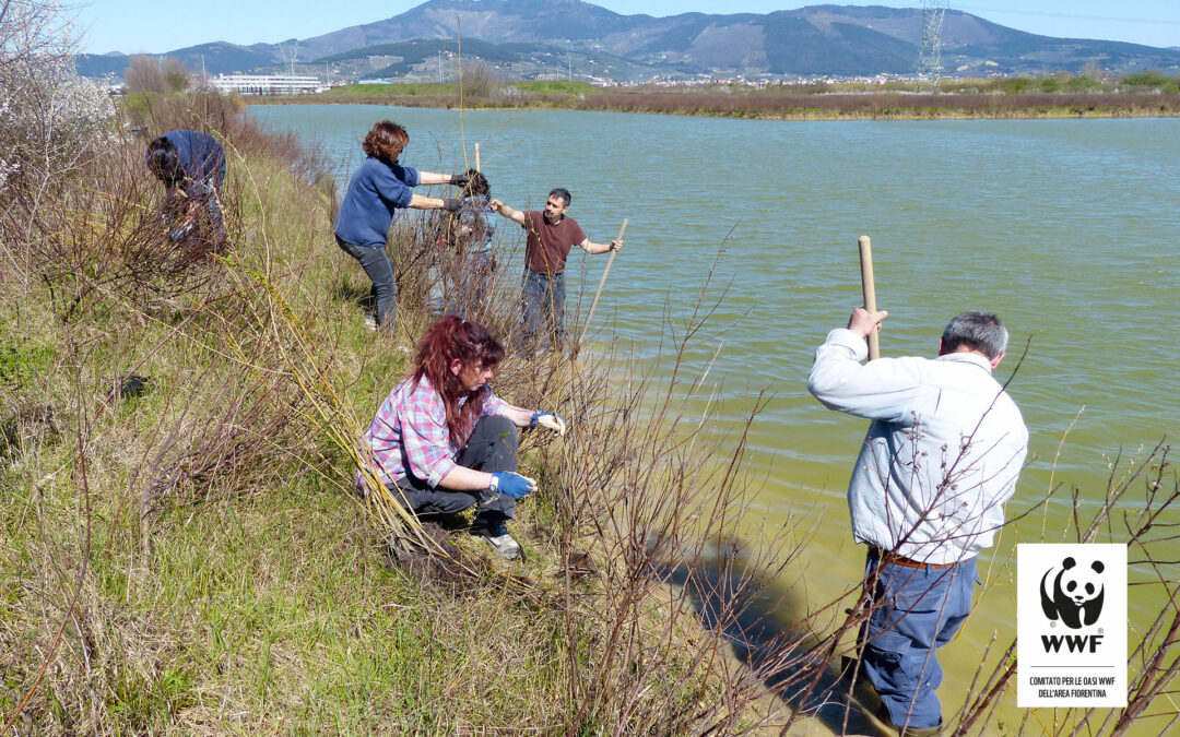 Piantagione di salici sulle isole del lago Prataccio