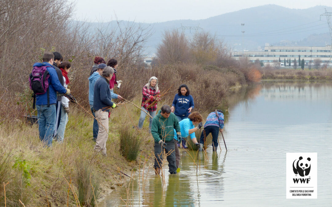 Piantagione di talee di salice sull’isola centrale del lago Prataccio