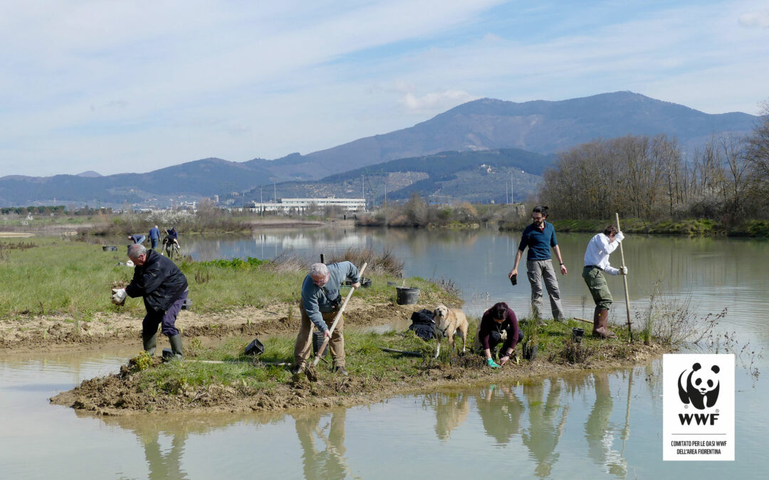 Piantagione di piante acquatiche sugli isolotti del lago Prataccio